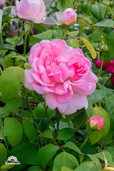 Nos roses en jardinerie